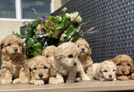 Міні GoldenDoodles шукає будинок