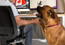 Animal Behaviorist&dogtrainer