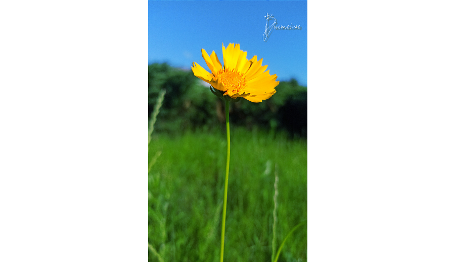 ВІРШІ на замовлення. Оригінальне привітання. Емоції в подарунок ❤ -