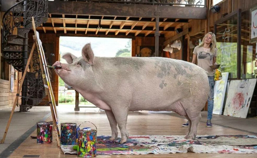 A pig named Piggasso earned more than a million dollars by painting pictures - 