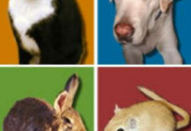 Здоров'я вашої тварини є нашим головним пріоритетом у Symphony Veterinary Center