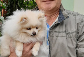 Зоопсихолог, Animal Behaviorist, Dogtrainer, кінолог, дресерувальник