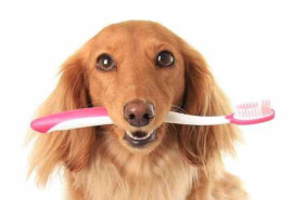 Chewie's Smile надає доступну стоматологічну допомогу собакам