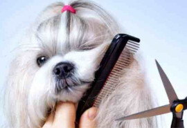 Top Dog Groomers надає послуги зі стрижки собак