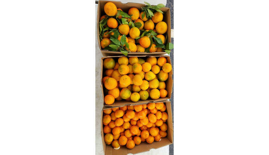 Свіжі фрукти -