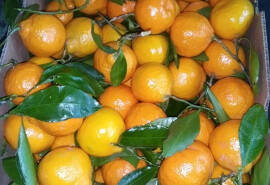 Свіжі фрукти