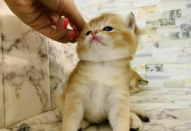 Чарівні кошенята Scottish Straight та Scottish Fold