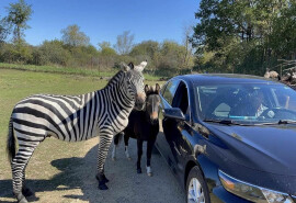 Обов’язково відвідайте цей зоопарк
