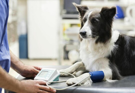 Клініка для тварин Oceanside Animal Clinic