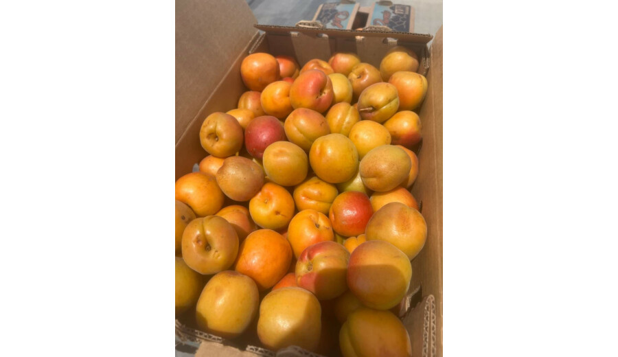 Черешня, абрикоси, персики на замовлення -