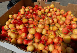 Черешня, абрикоси, персики на замовлення