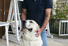Animal Behaviorist, Dogtrainer, Зоопсихолог, Кінолог