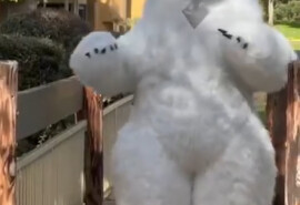 Експрес-вітання, доставка куль, квітів та інших подарунків