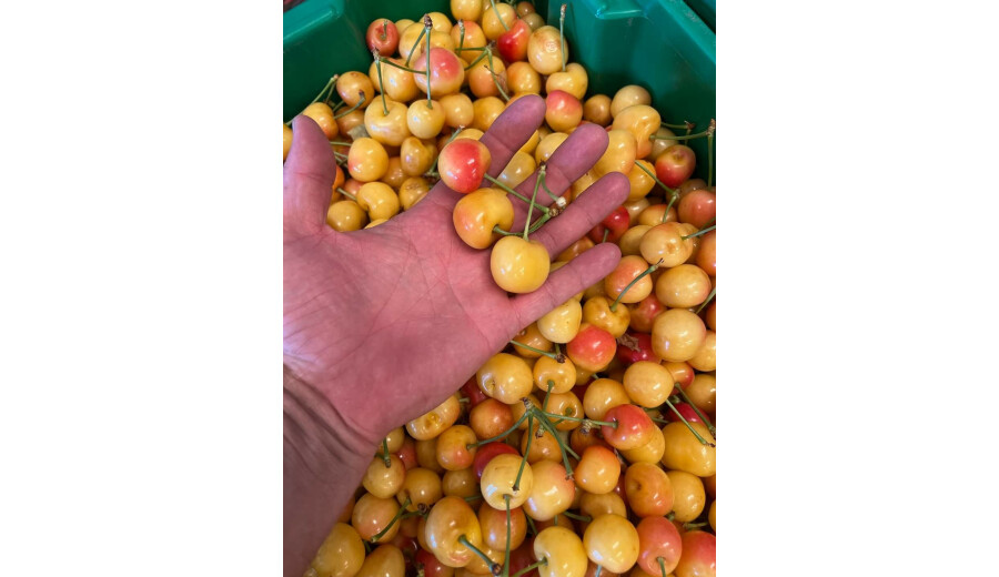 Привеземо жовті черешні, абрикоси, персики -