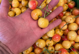 Привеземо жовті черешні, абрикоси, персики