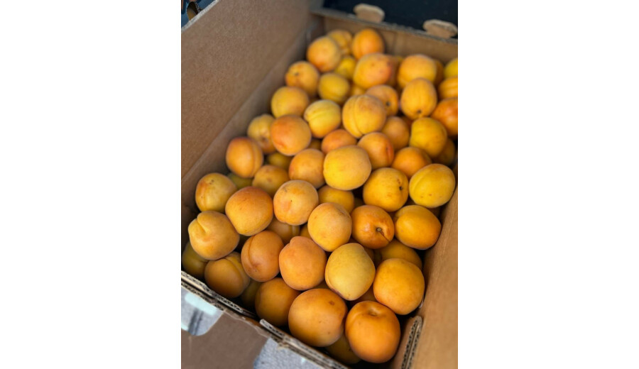 Привеземо жовті черешні, абрикоси, персики -