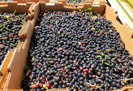 Продаж свіжих фруктів