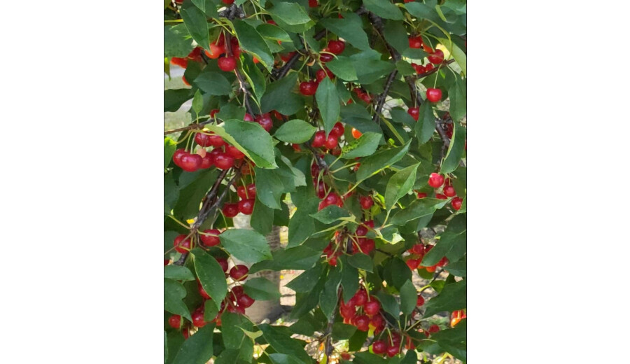 Продаж вишень -