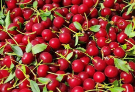 Продаж вишень