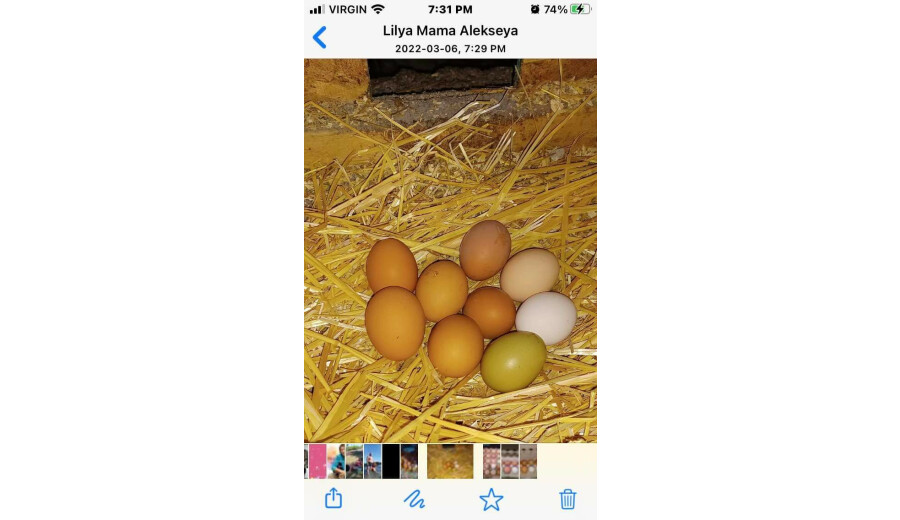 Домашні яйця на продаж -