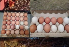 Домашні яйця на продаж