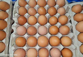 Фермерські яйця на продаж