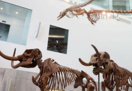 Музей природної історії запрошує до себе